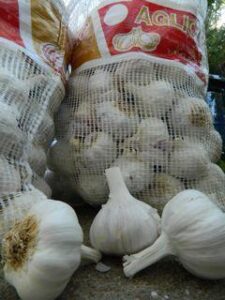 How to Plant Garlic Image